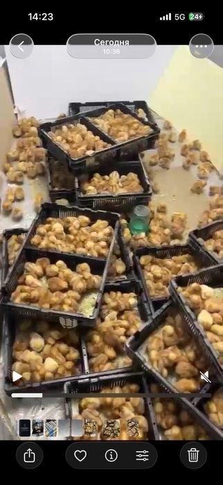 Продам цыплят ломанбрауна