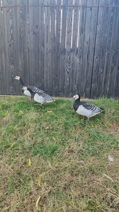 Femelă gasca călugăr