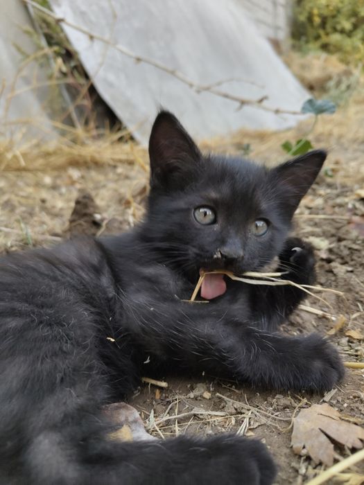 Котенок черный в добрые руки
