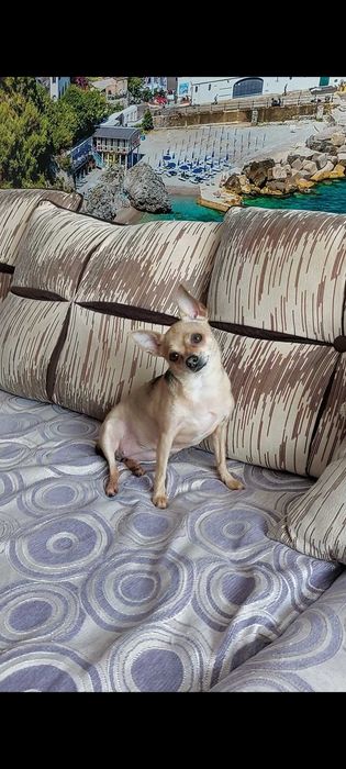 Подарявам кученце