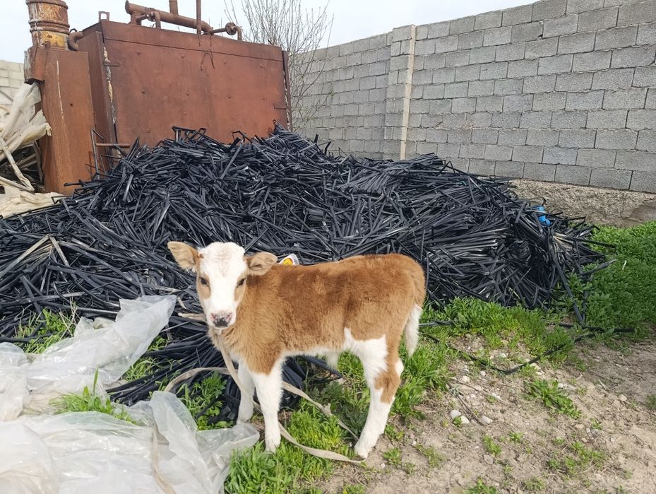 Бузавьли сийр сатилалади