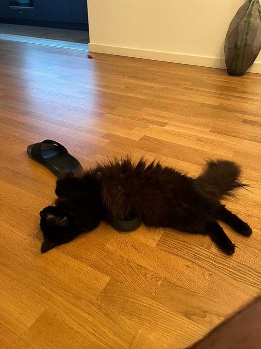 Raschetare Parchet Masiv | Montaj Parchet