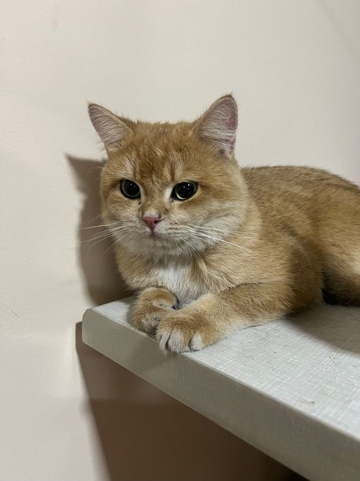 Zalataya Shinshilla serebritsa shinshilla 2 ta zotli mushuklar