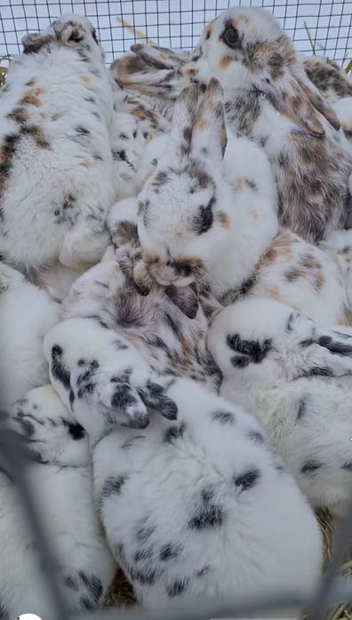 Iepuri rex tricolor si dalmatian