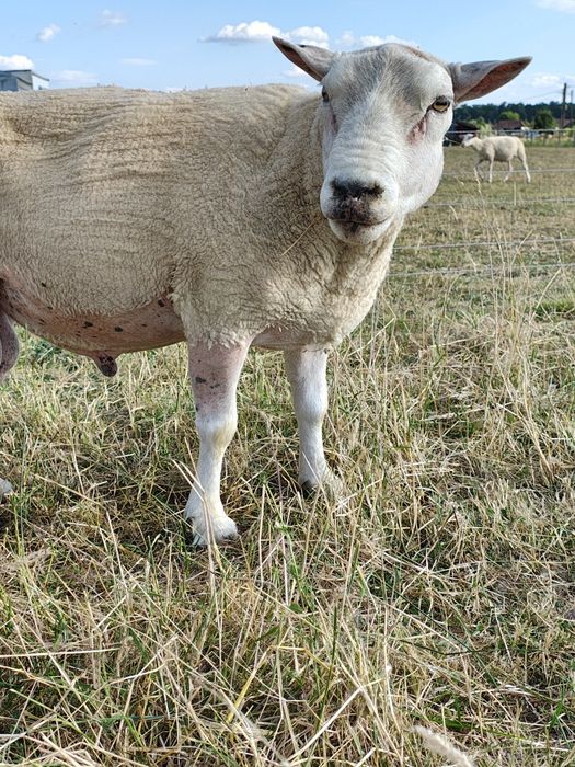 Miei texel din linie import Olanda