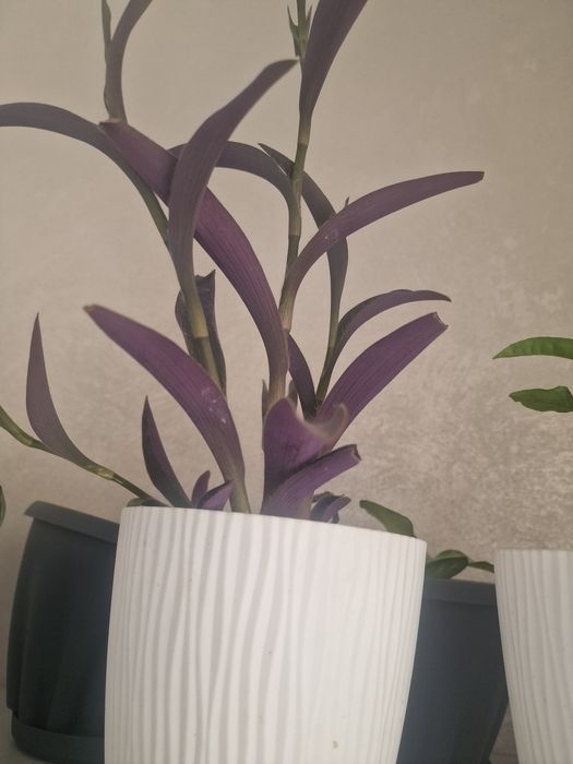 Продам разные виды традеканции