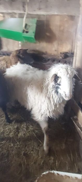 Кошкар сатылады...