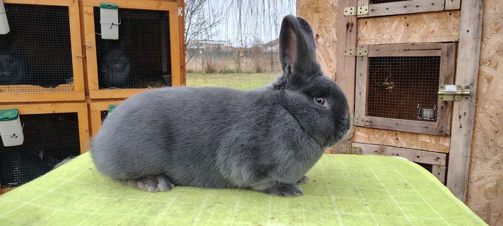 Vienez Albastru  iepure