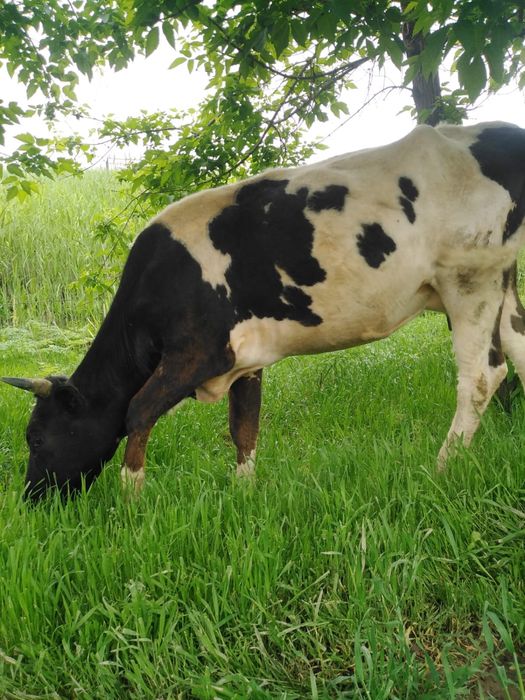 Бузаулы сиыр сатылады