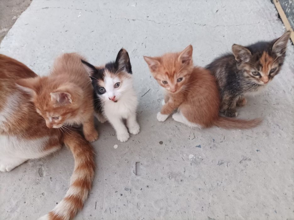 Отдам котят в добрые руки