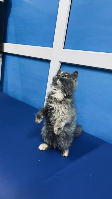 Кошечка красивого окраса