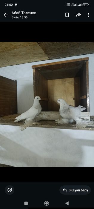 Голубей гребля тяга