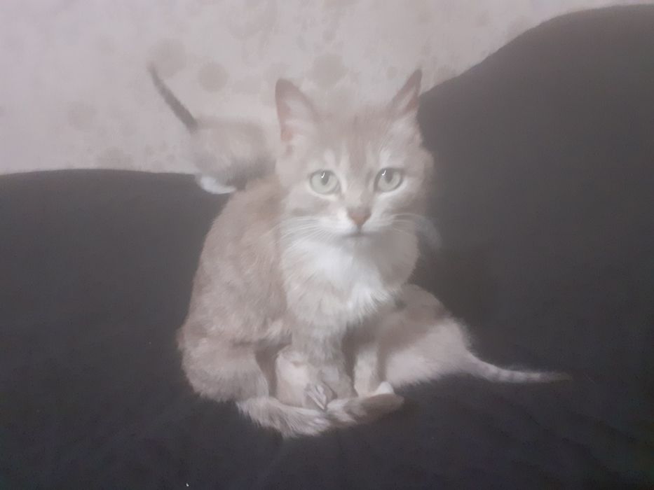 Продам шотландских котят.