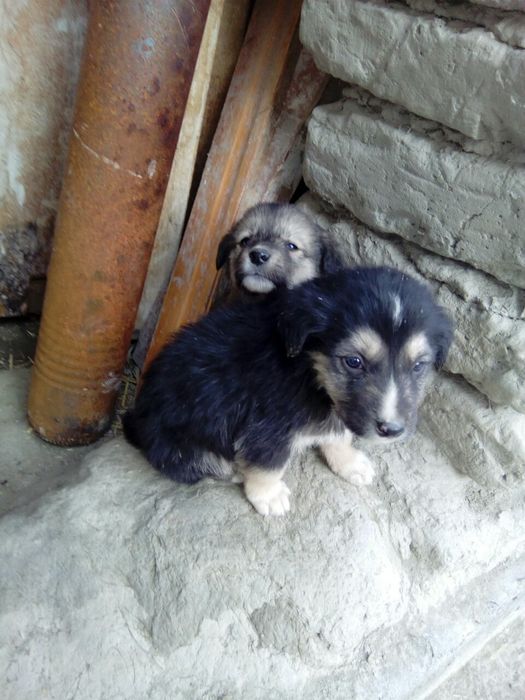 Chõponi it sotiladi