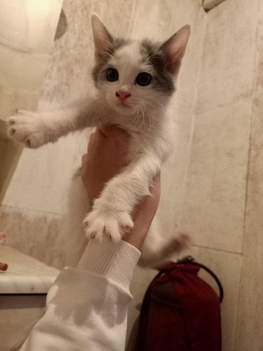 Кошка бесплатно.