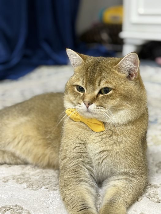 Zalataya Britanskaya shinshilla