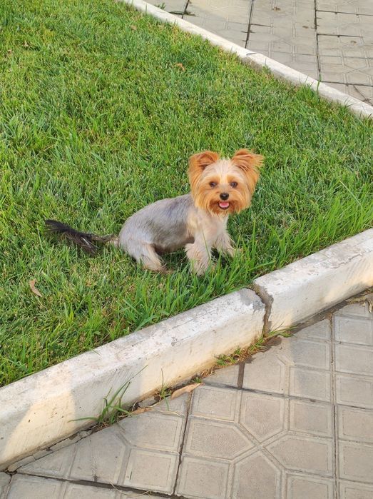 Лакки ищет невесту!