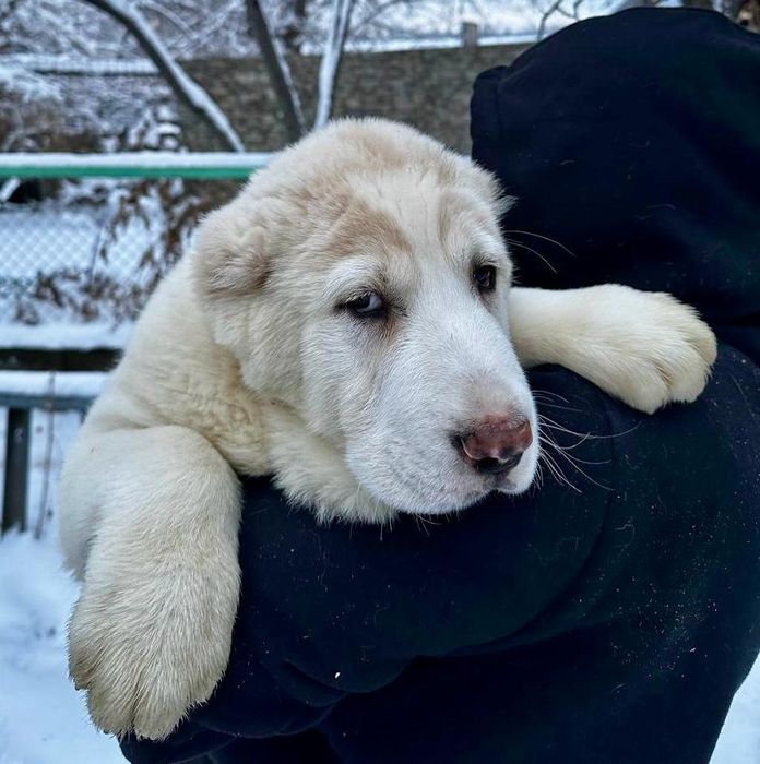 Шикарные кобели САО