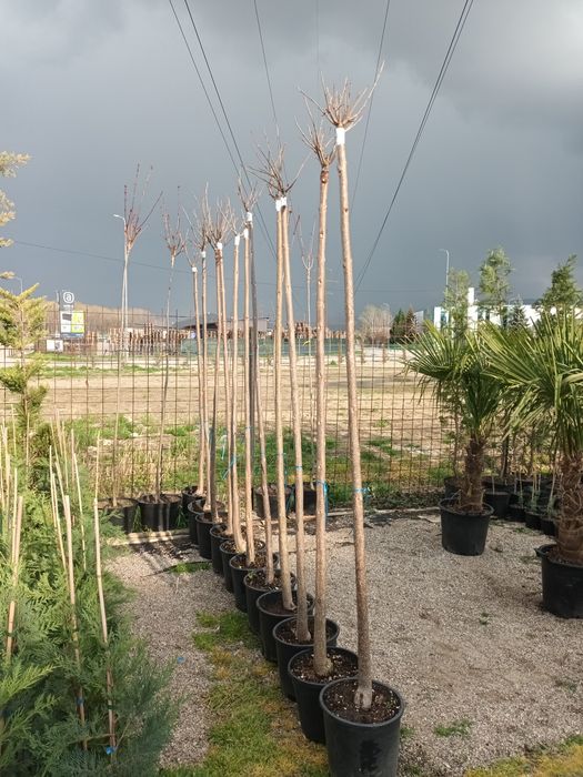 Catalpa globulara 200+ cm/ copaci ornamentali/ plante/ umbra