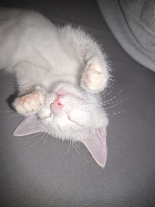 белый котенок девочка