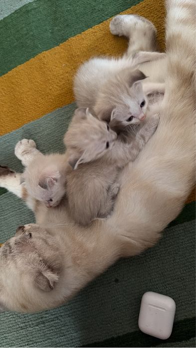Котята породистые