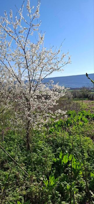 Продава се Парцел в с. Рогачево, Област Добрич - 930 кв.м за 31 €/кв.м - Снимка #7