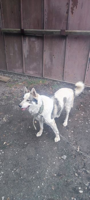Продается западно сибирская лайка