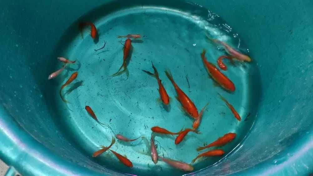 Кометы для пруда и аквариума, Карпы Коя