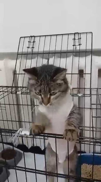 Кошечке нужен дом! Срочно!