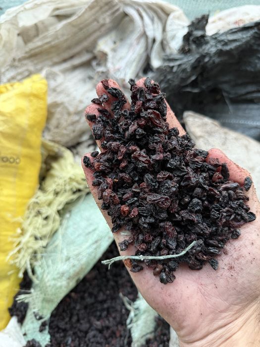 Chirik Mayiz кишмиш