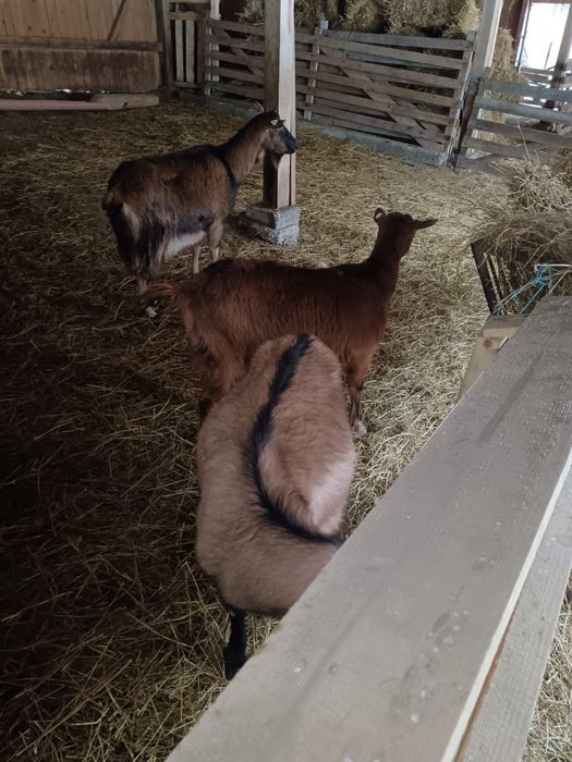 Vand sau schimb capre