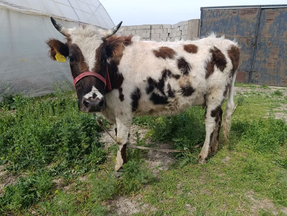 Бузавьли сийр сатилалади