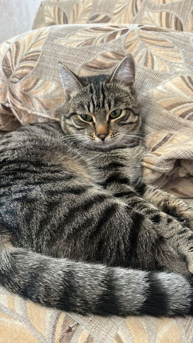 Кот домашний чистый