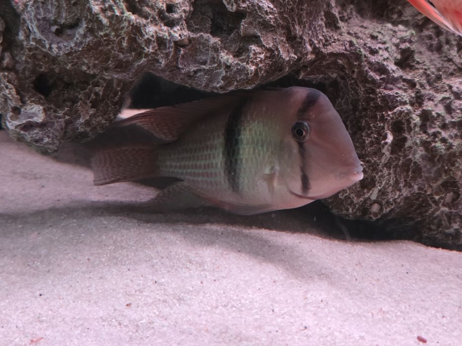 Гвинакары, рабочая пара