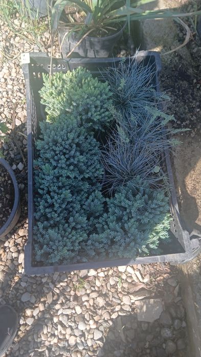 Hosta, Hortensia,eucalipt ,lavanda compactă