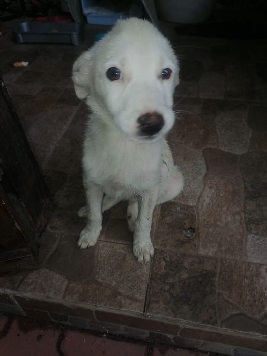 Cățelușa alba pentru adoptie