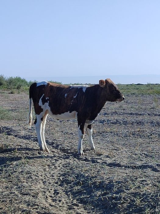 Бағасы 400 мың,  Нұртас ауылында