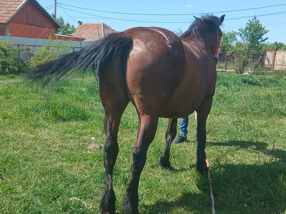 Iapă de vanzare are 6 ani 800 de kile nr 0759410973