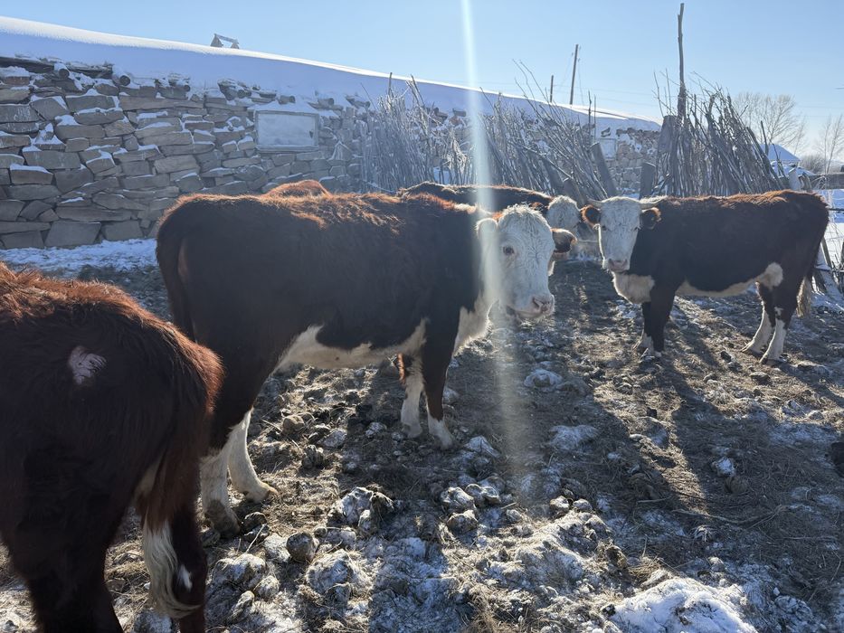 30 бас Ақбас буаз сиырлар сатылады акбас КРС, корова