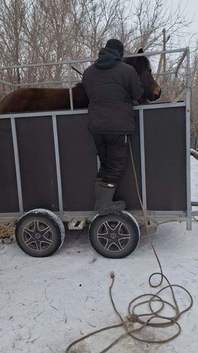 Продам коневоз на 2головы