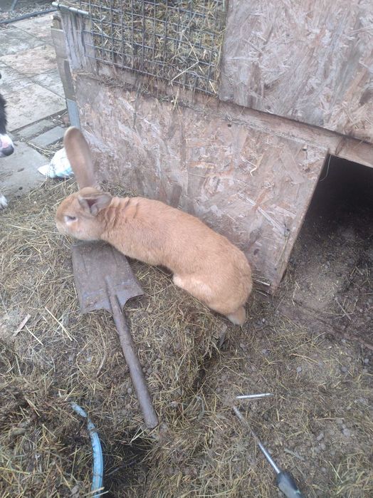 Vând iepuri mari și mici