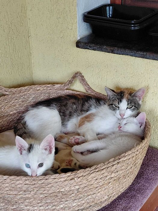 Ofer spre adopție 2 pui și mamica lor