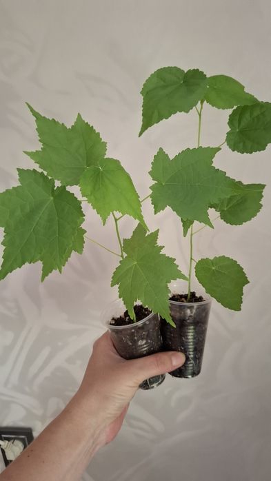 Продам комнатные цветы
