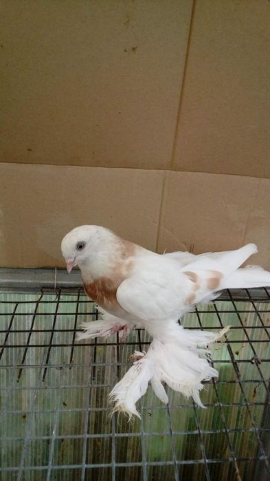 Продаются тасманы уды сизые с хорошей тягой игрой