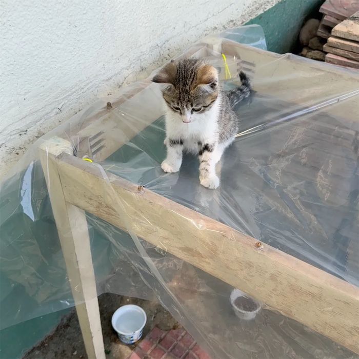 котёнок мальчик в добрые руки
