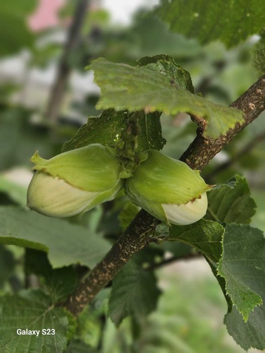 Aluni soiuri cu fructe mari se livreaza si en gros in toata tara
