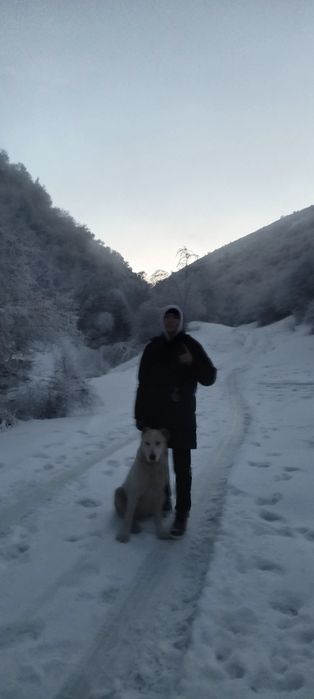 «Продаётся девочка — помесь тобета и алабая, 1,7 года»

«Продаётся дев