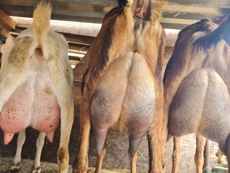 Iezi capre anglonubian,metis saanen