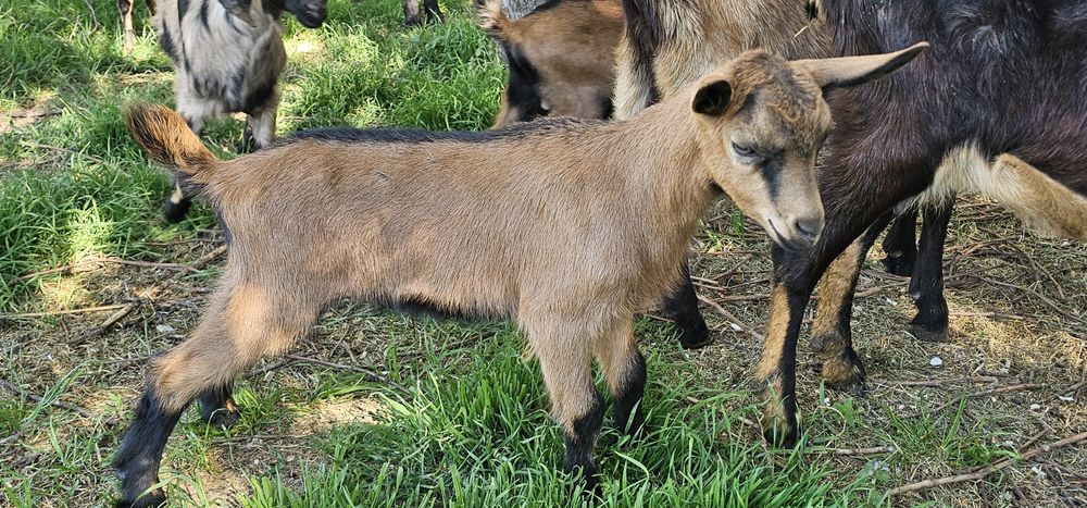 Vand 2 țapi Alpini Francezi