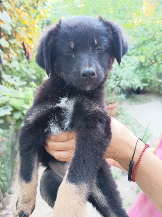 Cățeluse  gratis adopție